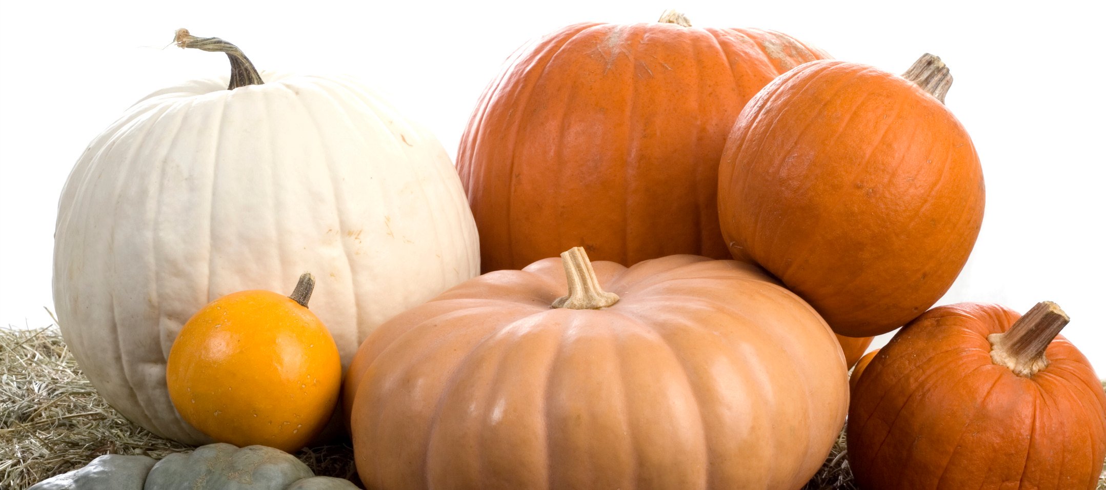 picture of different colored pumpkins