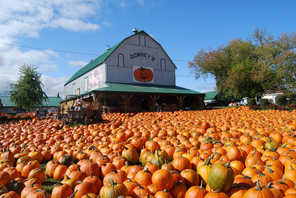 About 99% of all pumpkinds sold are used as Jack 'O Lanterns for Halloween.