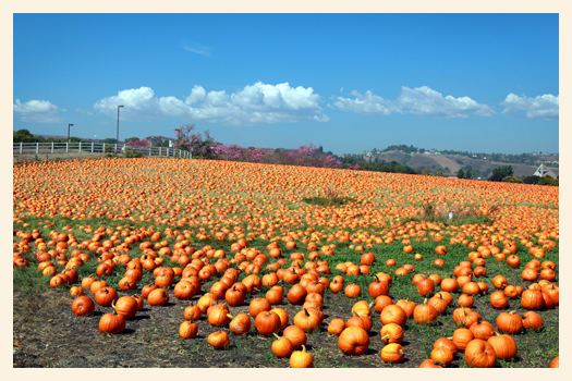 About 99% of all pumpkinds sold are used as Jack 'O Lanterns for Halloween.