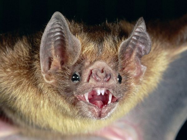 There really are so-called vampire bats, but they're not from Transylvania. They live in Central and South America and feed on the blood of cattle, horses and birds.